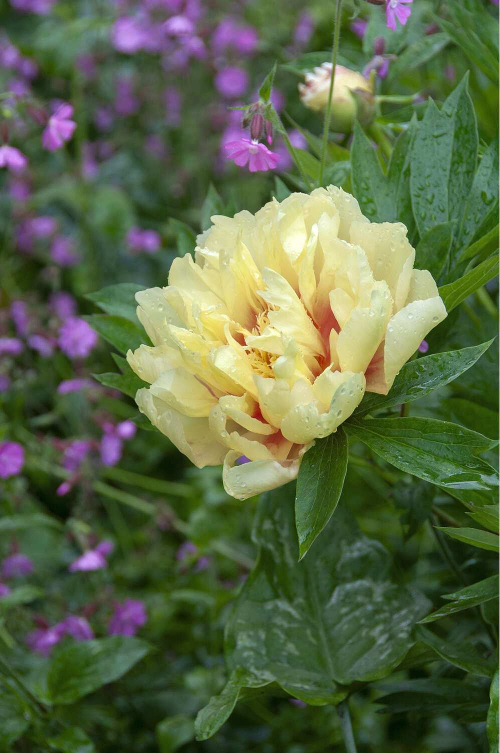 Pion 'Bartzella'